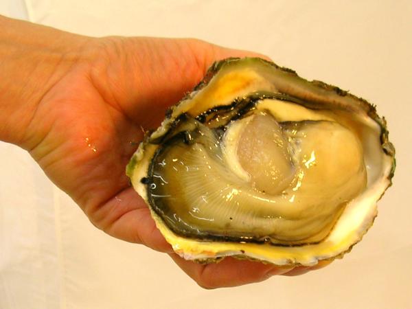 笹川流れの天然岩牡蠣