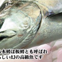 サクラマス