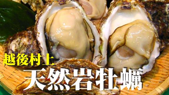 日本海の天然岩牡蠣