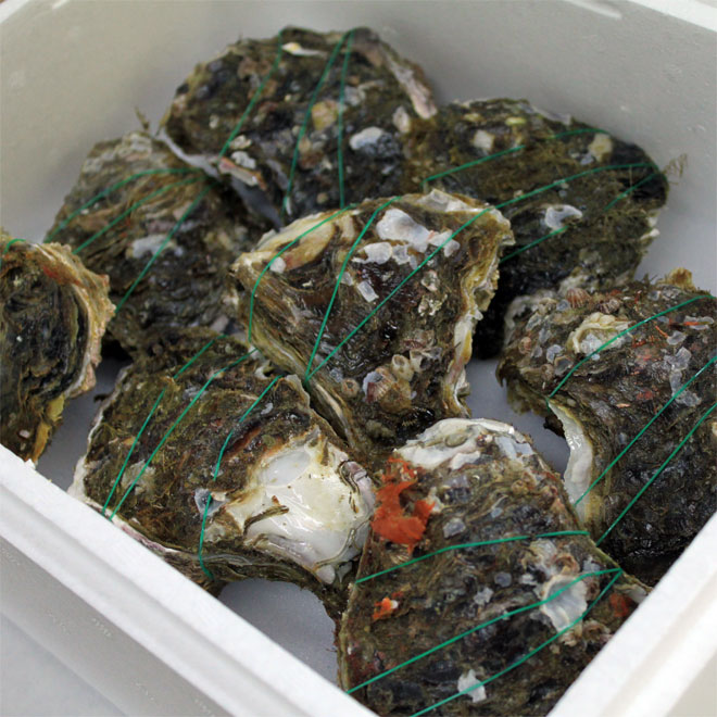 天然岩牡蠣の口コミ 越後村上うおや口コミ お客様の声