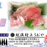 日本海の荒海に鍛えられた天然真鯛！