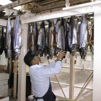 塩引鮭製造現場