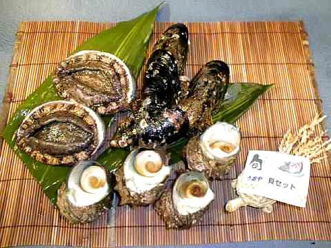 日本海　貝セット