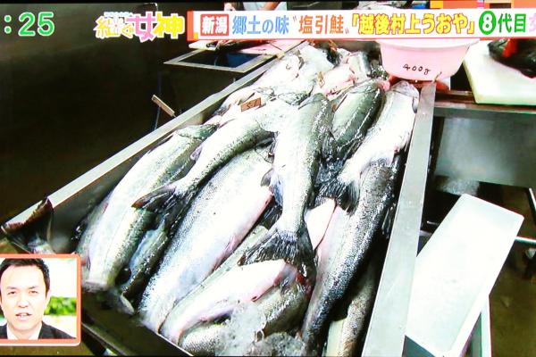 わぁ、鮭がいっぱい!わぁ〜何匹いるんだろう〜