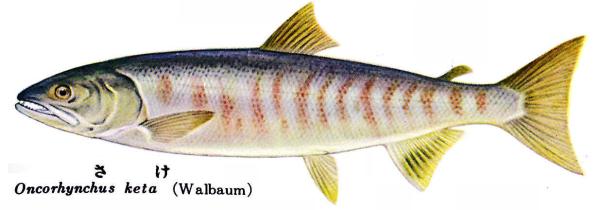 秋鮭　白鮭