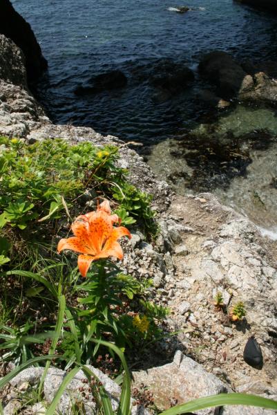 天然岩牡蠣　新潟県村上市山北産　笹川流れの岩カキ