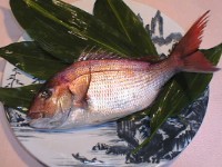 天然真鯛