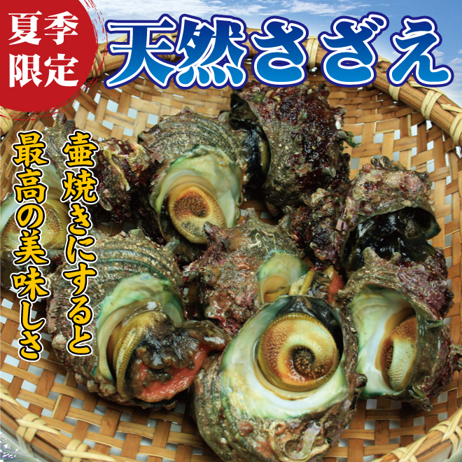新潟県産さざえ 生 鮭の町村上で創業0年の老舗 越後村上うおや 新潟県産さざえ 生 鮭の町村上で創業0年の老舗 越後村上うおや