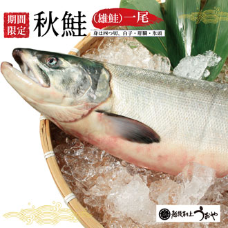 秋鮭（生鮭）１尾（雄生時 4.5Kg以上)