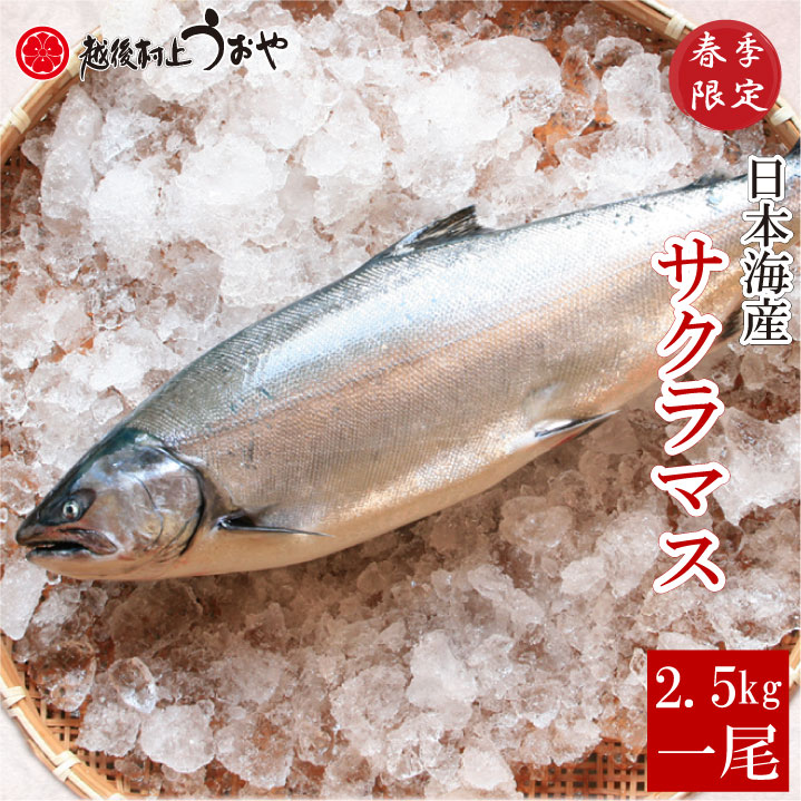 サクラマス